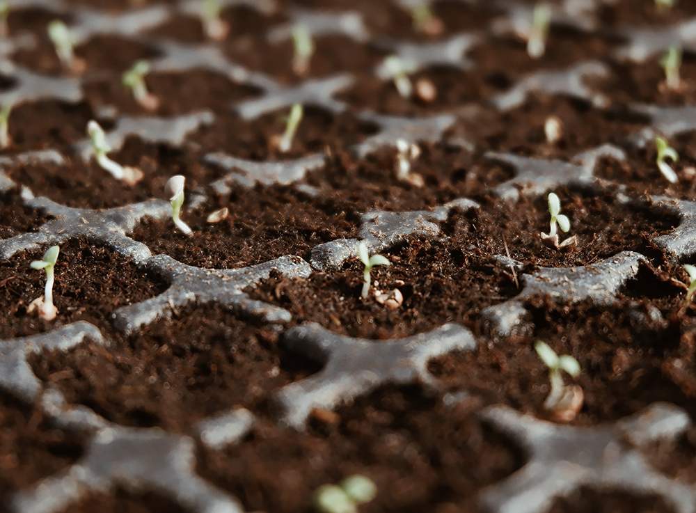 meaty planting base